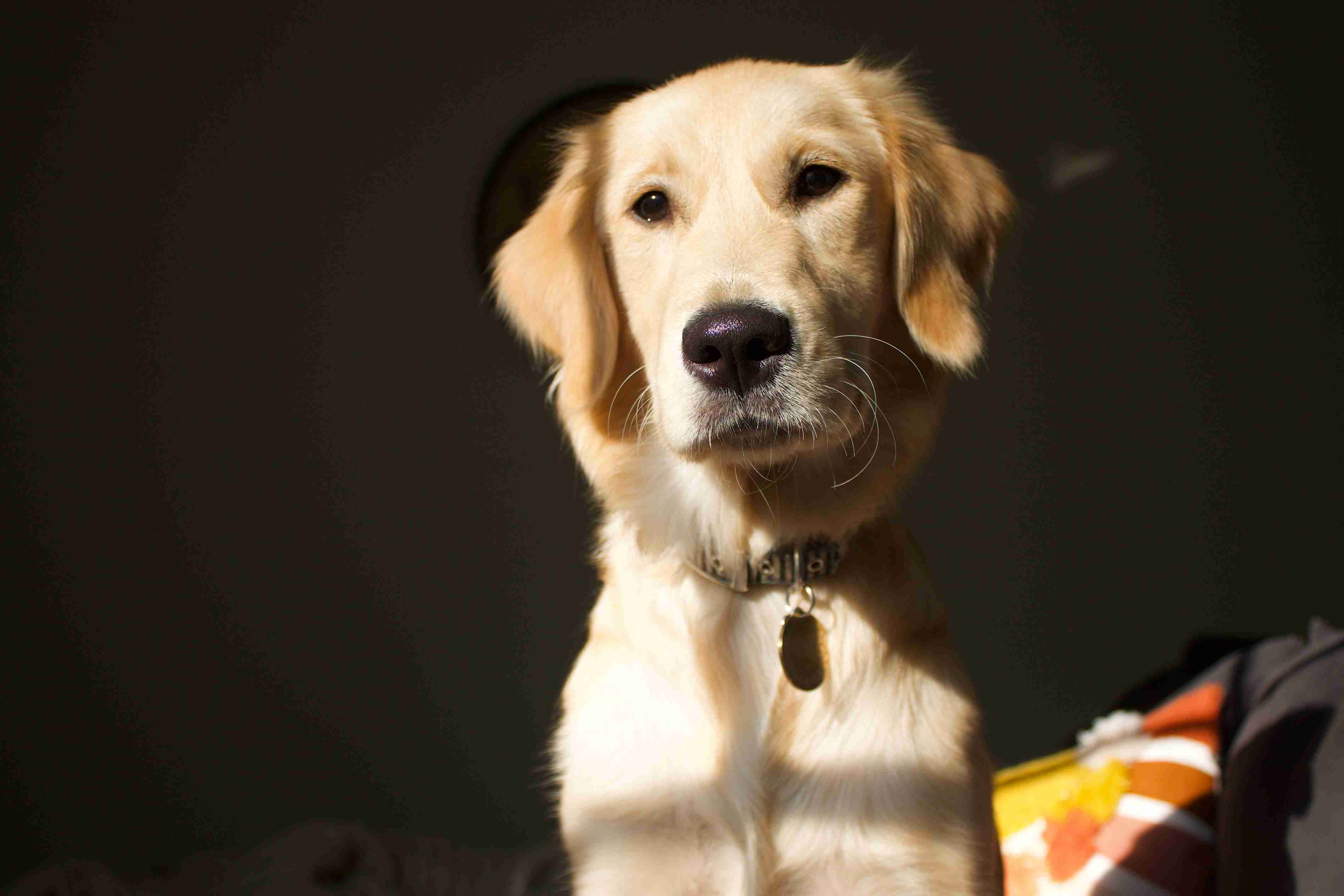 Top Tips for Grooming Your Golden Retriever Puppy: Best Practices to Keep Them Healthy and Happy